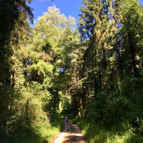 Spaziergang im Wald – Walk & Talk systemische Beratung in Karlsruhe